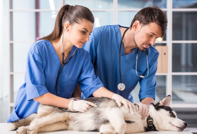 Financing A Veterinary Clinic
